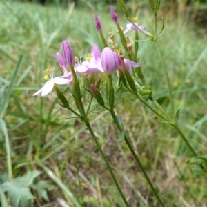 Centaurium pulchellum (Sw.) Druce (Petite-centaurée délicate)