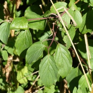 Photographie n°182685 du taxon Cornus sanguinea L. [1753]