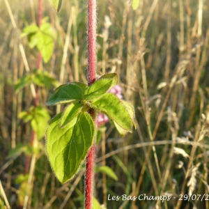 Photographie n°182707 du taxon Origanum vulgare L. [1753]