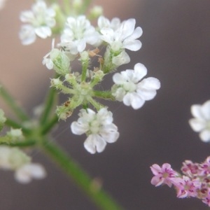 Photographie n°182733 du taxon Torilis japonica (Houtt.) DC. [1830]