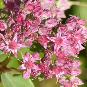 Sedum telephium var. purpureum L. (Orpin reprise)