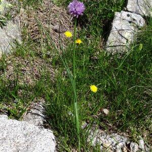 Photographie n°182805 du taxon Allium schoenoprasum L.