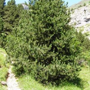 Photographie n°182816 du taxon Pinus mugo subsp. uncinata (Ramond ex DC.) Domin [1936]