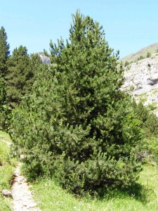 Alain Bigou, le  1 août 2013 (Gavarnie (Plateau de Bellevue))