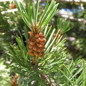 Photographie n°182819 du taxon Pinus mugo subsp. uncinata (Ramond ex DC.) Domin [1936]