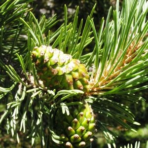 Photographie n°182820 du taxon Pinus mugo subsp. uncinata (Ramond ex DC.) Domin [1936]