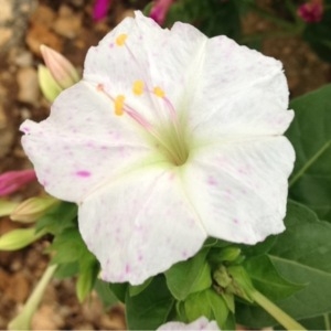 Photographie n°182829 du taxon Mirabilis jalapa L. [1753]