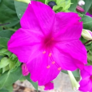 Photographie n°182830 du taxon Mirabilis jalapa L. [1753]