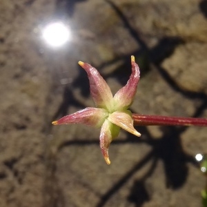  - Caltha palustris f. palustris 