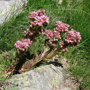 Photographie n°182841 du taxon Sempervivum tectorum subsp. tectorum