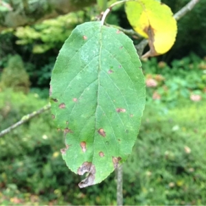 Photographie n°182842 du taxon Malus sylvestris Mill. [1768]