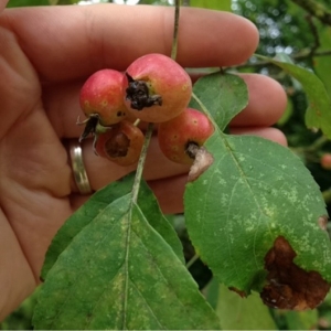 Photographie n°182843 du taxon Malus sylvestris Mill. [1768]