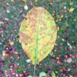 Photographie n°182844 du taxon Malus sylvestris Mill. [1768]