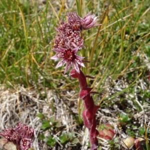 Sempervivum arachnoideum subsp. sanguineum (Jeanb. & Timb.-Lagr.) H.Marcailhou & Marcailhou (Joubarbe aranéeuse)