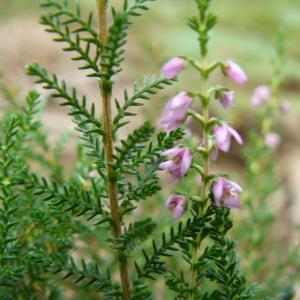 Photographie n°182870 du taxon Calluna vulgaris (L.) Hull