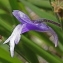  Marie Portas - Pinguicula vulgaris L.