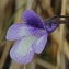  Marie Portas - Pinguicula vulgaris L.