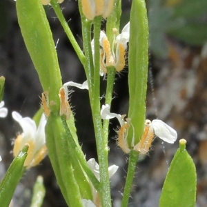 Draba tomentosa Clairv. (Drave tomenteuse)