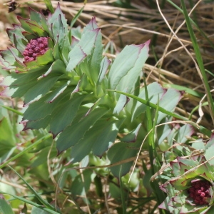 Photographie n°182893 du taxon Rhodiola rosea L. [1753]