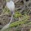  Marie  Portas - Crocus vernus (L.) Hill