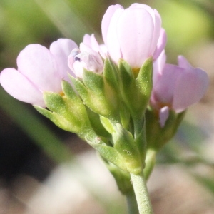 Primula carnea (L.) Kuntze (Androsace carnée)