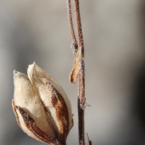 Photographie n°182923 du taxon Veronica fruticans Jacq.