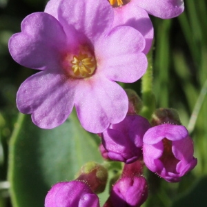 Primula latifolia Lapeyr. (Primevère à larges feuilles)