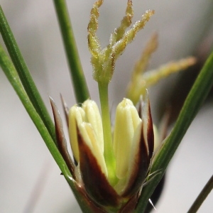 Photographie n°182957 du taxon Juncus trifidus L. [1753]