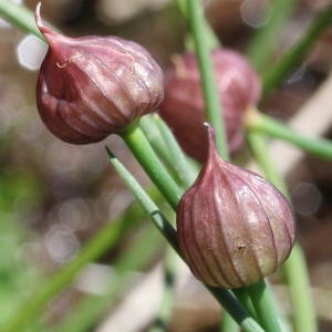 Photographie n°182962 du taxon Allium schoenoprasum L.