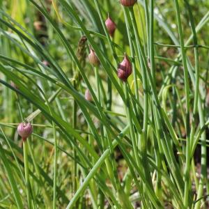 Photographie n°182964 du taxon Allium schoenoprasum L.