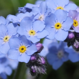 Photographie n°182967 du taxon Myosotis alpestris F.W.Schmidt [1794]