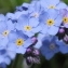  Marie  Portas - Myosotis alpestris F.W.Schmidt