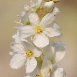 Aconogonon alpinum (All.) Schur (Renouée des Alpes)