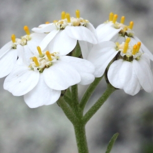 Achillea erba-rotta All. (Achillée à feuilles simples)