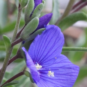 Photographie n°182976 du taxon Veronica fruticans Jacq.