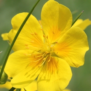 Potentilla subnitens Arv.-Touv. (Potentille à grandes fleurs)