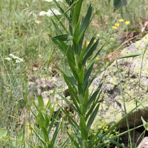  - Lilium bulbiferum var. croceum (Chaix) Pers.