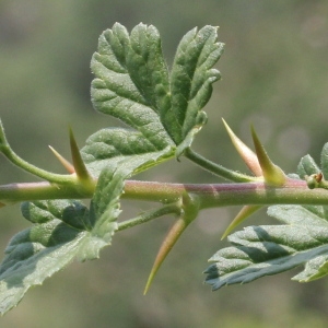 Photographie n°182986 du taxon Ribes uva-crispa L. [1753]