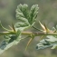  Marie  Portas - Ribes uva-crispa L. [1753]