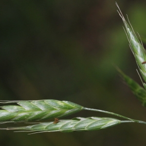 Photographie n°182992 du taxon Bromus racemosus L. [1762]