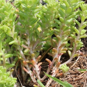 Photographie n°182995 du taxon Sedum alpestre Vill.