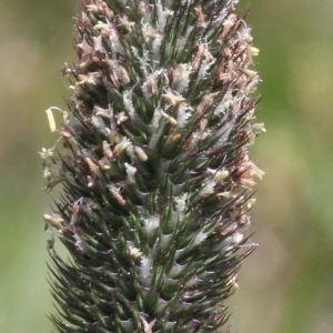 Phleum alpinum var. tenue Trin. (Fléole des Alpes)