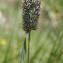  Marie  Portas - Phleum alpinum L. [1753]