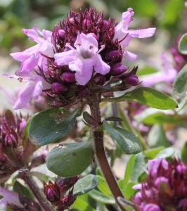 Marie  Portas, le  7 juillet 2010 (Saint-Martin-Vésubie (Madone de Fenestre))