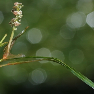 Photographie n°183008 du taxon Potamogeton pusillus L. [1753]