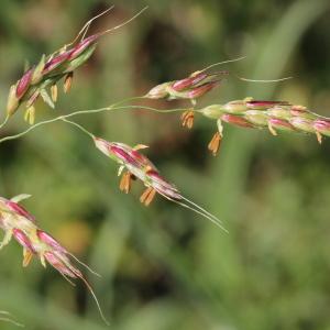 Andropogon sorghum subsp. halepense (L.) Hack. (Houlque d'Alep)