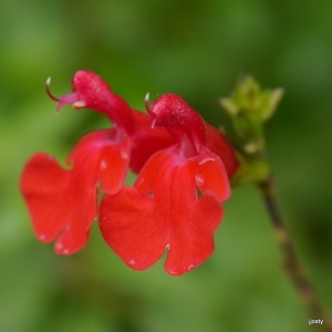 Salvia microphylla Kunth (Sauge à petites feuilles)
