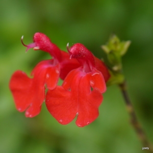 Lasemia coccinea Raf. (Sauge à petites feuilles)