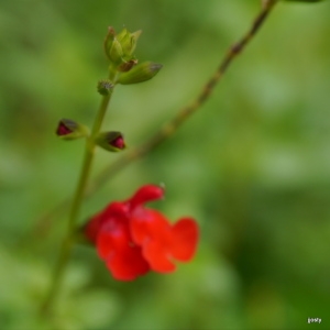 Photographie n°183046 du taxon Salvia grahamii Benth. [1830]