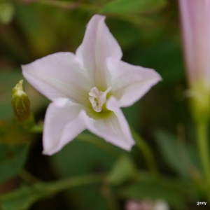 Convolvulus arvensis L. (Liseron des champs)